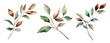 Branch with leaves, watercolor clipart illustration with isolated background.