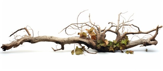 Sticker - Isolated pile of dead branch and leaves on white, with lichen.