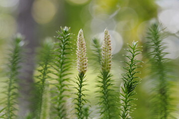 Wall Mural - Tales from the meadow, artistic photography, Poland, Close-up photography