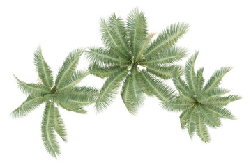 Wall Mural - Top view of cocos nucifera palm trees isolated on transparent background, 3d render illustration.
