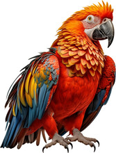 Picture Of A Parrot Isolated On Transparent Background, Png