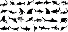 Shark Silhouette Vector Illustration, Various Species Of Sharks, Great White, Hammerhead, Bull Shark, Tiger Shark, Ocean Predators, Sea Life, Marine Biology, Underwater, Fish, Dangerous, Carnivore