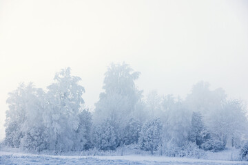 Wall Mural - Grove of trees in hoarfrost on a cold winter's day