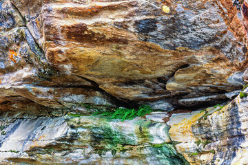 Poster - Rock face with growing fern in a crevasse