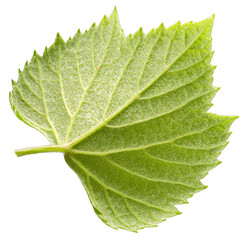 Wall Mural - fresh grape leaves isolated on white background, grape leaf on white with clipping path.