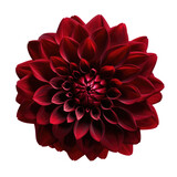 Dark red dahlia png isolated on a white background