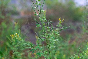 natural background of many species of plants that are laid out in the park, for the propagation of the species and to provide shade for those who stop by while traveling to study the ecology.
