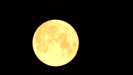 Wall Mural - A glowing golden huge full moon seen from earth through the atmosphere against a starry night sky. A large full moon moves across the sky, the moon moving from the left frame to the right.