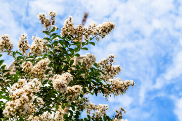 Canvas Print - travel to Georgia - white blossoms on green twigs and blue sky with clouds on background in Batumi city on sunny autumn day