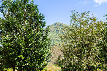 Wall Mural - travel to Georgia - fruit trees and overgrown mountain in background in Mirveti village in Adjara on sunny autumn day