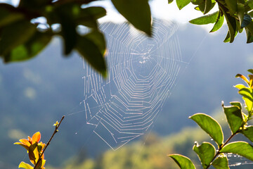 Wall Mural - travel to georgia - cobweb lit by sun on closeup in mountains in machakhela national park in adjara 