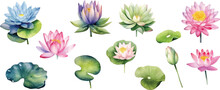Set Of Light Watercolor Lily Pads And Lotus Flowers Isolated On White Background.