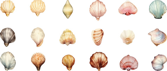 Poster - Set of various seashells isolated on white background.