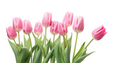 Fototapeta Tulipany - Pink tulips bouquet isolated on transparent background, png