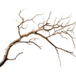 © Thetopzz - Dry tree branch isolated on transparent background