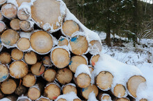 A Pile Of Cut Logs Covered In Snow