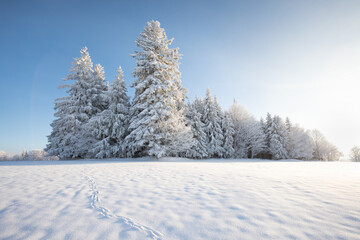 Wall Mural - Incredible winter landscape with snowcapped trees under bright sunny light in frosty morning. Amazing nature scenery in winter mountain valley. Awesome natural Background. Christmas time Universal use