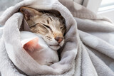 Fototapeta Dmuchawce - Cute oriental shorthair white cat and little tabby kitten hiding from the cold in a gray blanket.