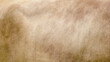 Background of beige cow wool skin, texture of brown calf fur