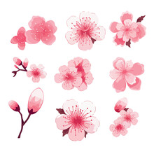 Pink Japanese Cherry Blossoms Vector. Cherry Blossom Japanese Sakura