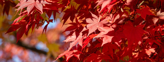 Wall Mural - beautiful maple leaves on the tree in autumn season.