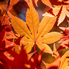 Wall Mural - beautiful maple leaves on the tree in autumn season.