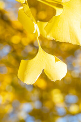 Wall Mural - beautiful yellow ginkgo, gingko biloba tree forest in autumn season.