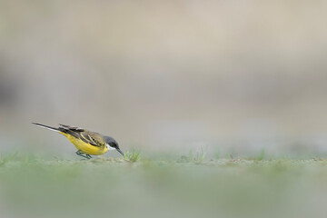 Wall Mural - Hunting insects in the wetlands, the yellow wagtail (Motacilla flava)