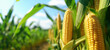 Close-up of ripe golden corn cobs in corn plantation field. Agriculture background. Generative AI