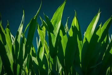 Wall Mural - *the green leaves of a maize plant sway  in a comfield