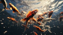 
Large School Of Colorful Orange And Black Koi Fish Splasing On The Surface Of The Water With Their Mouth Open Begging For Ood