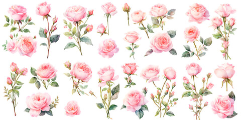 Wall Mural - pink rose watercolor illustration clipart. Generative AI