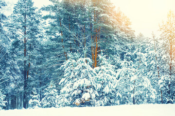 Wall Mural - Landscape. Frozen winter forest with snow covered trees.