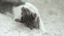 Sleepy Aegean Cat Sucking Home Carpet Pretending Drinking Milf Off Mother