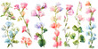 sweet pea flower watercolor illustration clipart. Generative AI