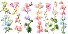 Sweet Pea Flower Watercolor Illustration Clipart. Generative AI