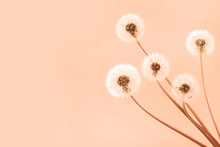 Trendy Color Of Year 2024 - Peach Fuzz. Soft Fluffy Dandelions With White Seeds On A Peach Fuzz Background With Space For Text. Copy Space. Banner.