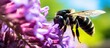 Encounter the vibrant Violet Carpenter Bee Xylocopa violacea Late spring shots. Website header. Creative Banner. Copyspace image