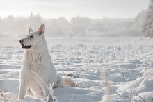 A White Swiss Shepherd Dog Sits In Snow In Winter Outside