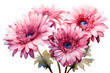 gerber daisy, hand-painted style, isolated background, transparent
