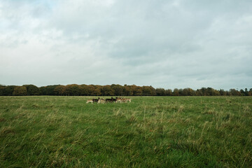 Wall Mural - A herd of deer in the Phoenix Park in Dublin, Ireland