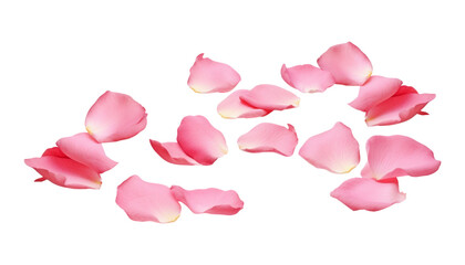 Wall Mural - pink rose petals isolated on transparent background cutout