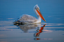 Pelican Swims Over Calm Water With Reflection