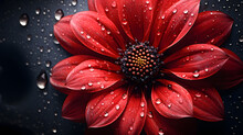 Vibrant Red Flower With Fresh Raindrops On Dark Background