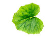 a single green leaf of butterbur