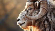 Mouflon, Wild Sheep With Blurred Background.