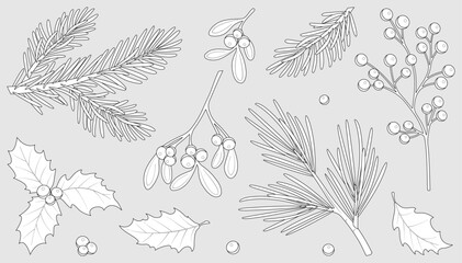 Wall Mural - Winter berries and leaves. Vector winter elements with leaf, fir, pine branches, berry. Christmas floral collection for invitations, greeting card, textile, fabric, posters. Botanical print.