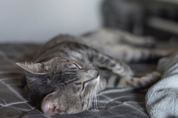 Gray cat sleeping with a teddy bear, tired cat lying on a bed, pet concept