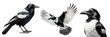 Collection of Magpie birds black and white feathers, isolated on white background