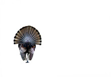 A Male Turkey, Isolated On White, Displays His Full Tail Feathers While Strutting Away From The Camera. Add A Background And Text For Traditional Or Funny Thanksgiving Greetings And Fall Content.